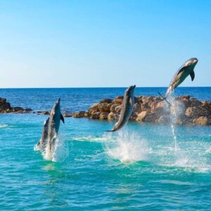 Dolphin-Cove-ocho-rios-jamaica