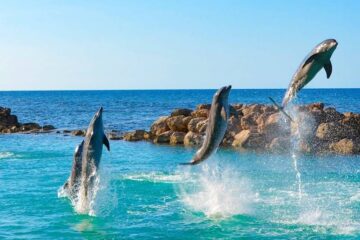 Dolphin-Cove-ocho-rios-jamaica