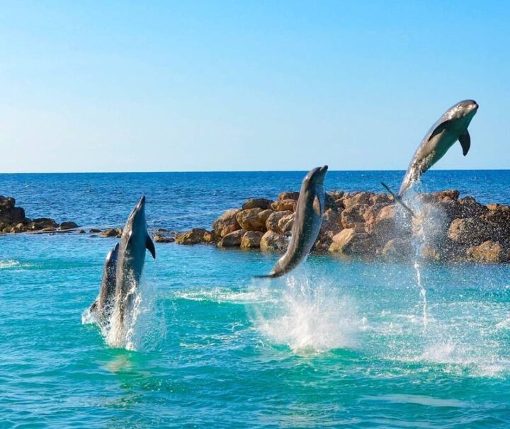 Dolphin-Cove-ocho-rios-jamaica